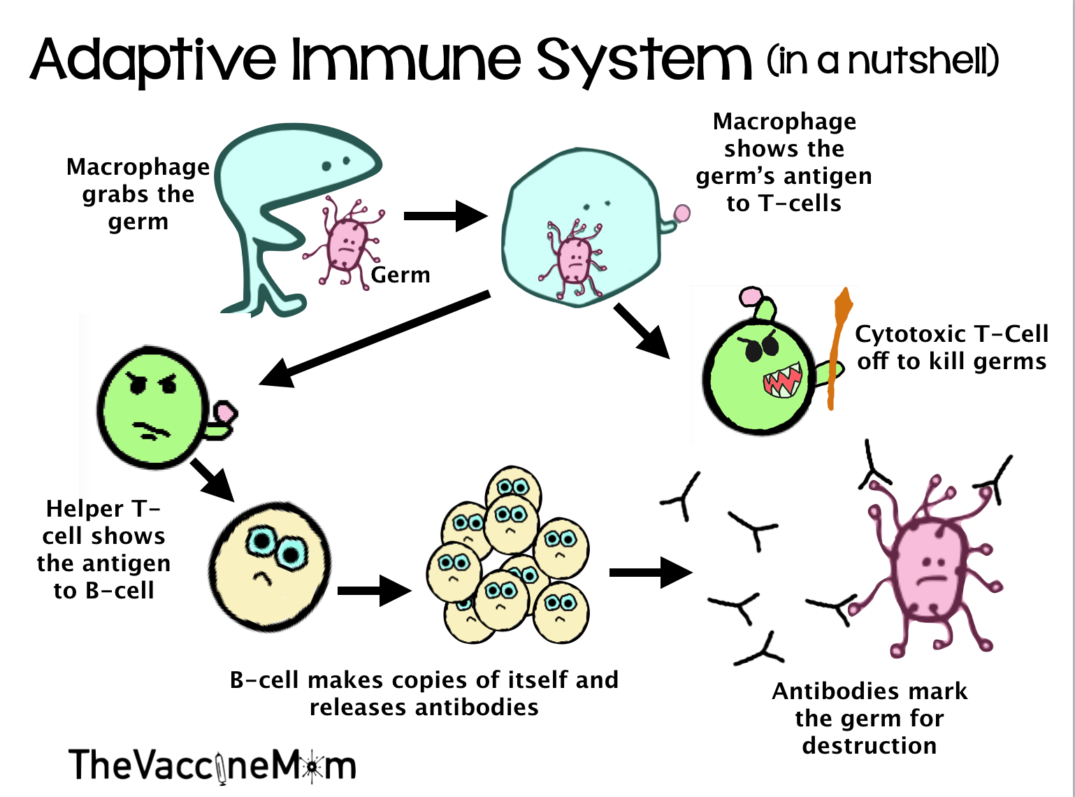 The Immune System in A Nutshell 